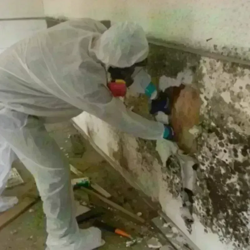 Mold Remediation and Removal in Vacaville, CA